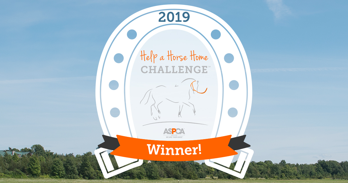 Help a horse home