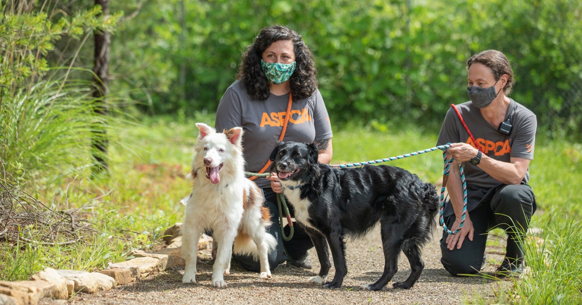 What Is a Helper Dog? ASPCA