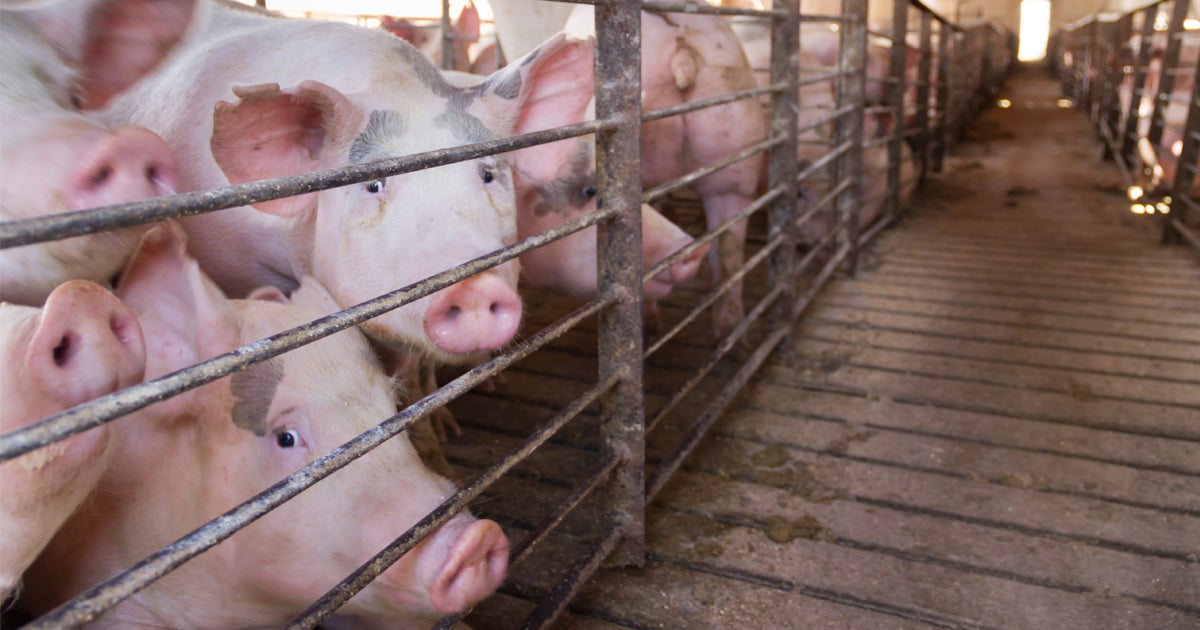 USDA Publishes Final Rule Allowing for Dangerous HighSpeed Pig