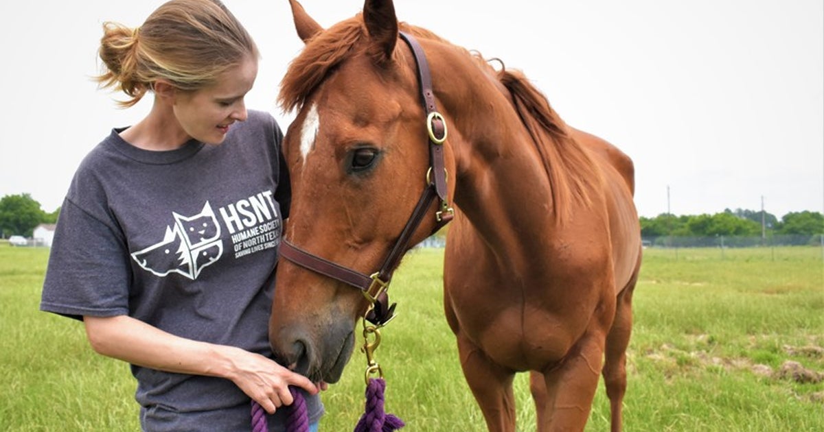 Straight from the Horse’s Mouth—Equine Adoption! ASPCA