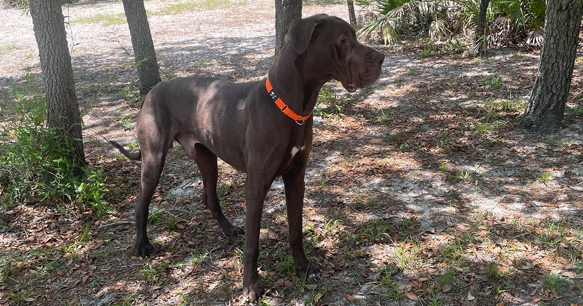 One Big Dog Makes a Big Impact on His New Family ASPCA