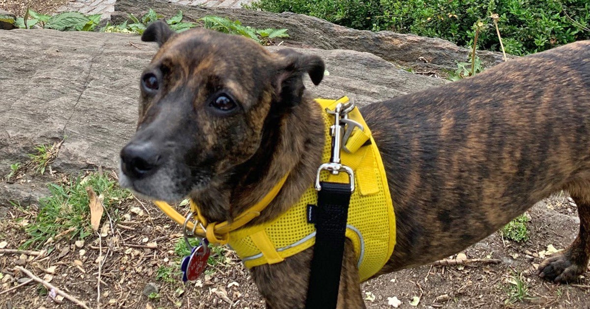 ASPCA Behavior Team Helps Turn Terrified Dog into Loving Pet ASPCA