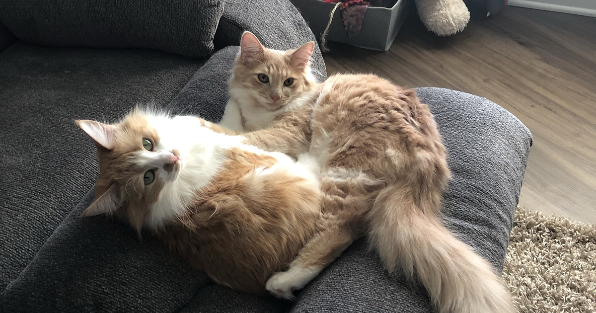 Two Former Foster Cats Find Each Other ASPCA