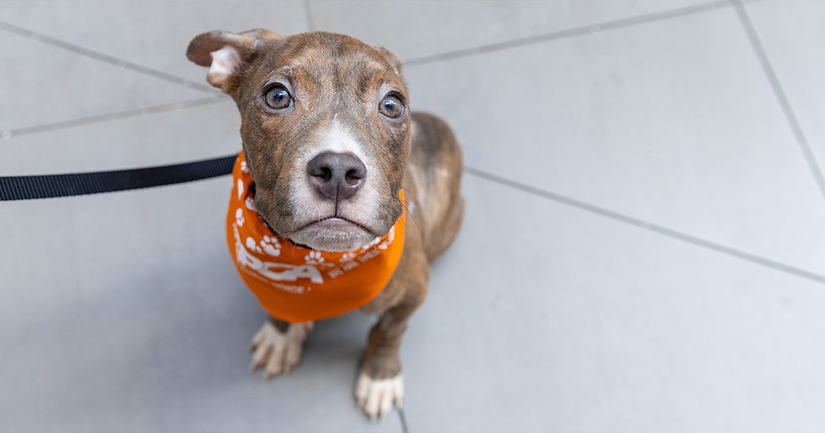 Left for Dead in a Cardboard Box, a Wounded, Emaciated Puppy Trades ...