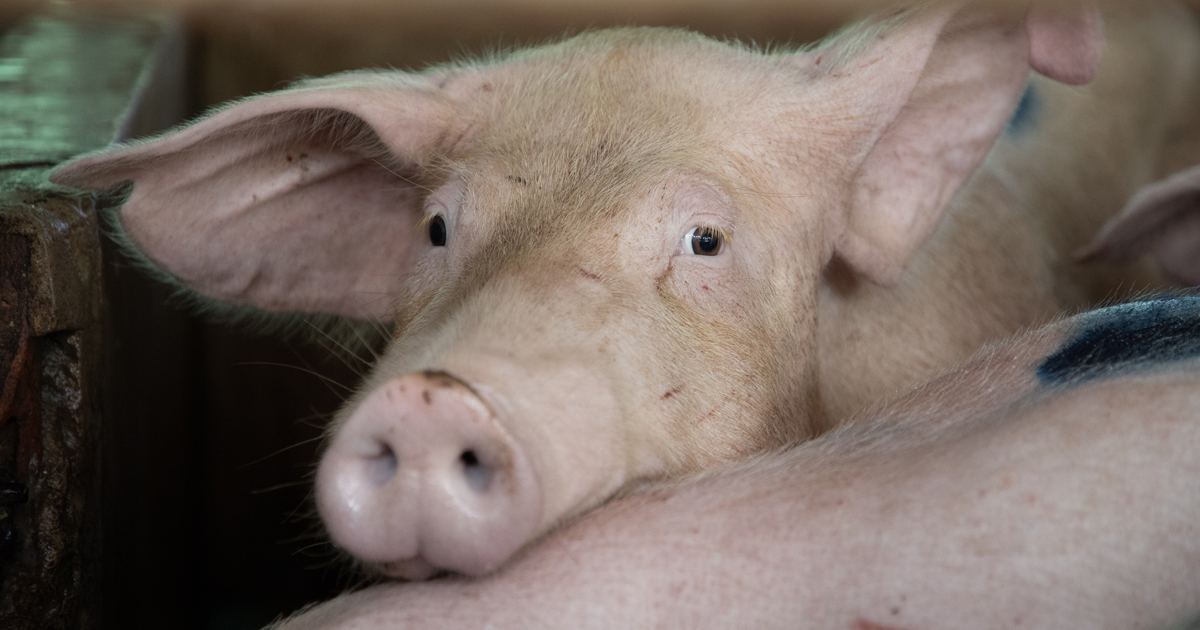 Humane Slaughter Violation at Iowa Plant Increases Concerns about  Extreme-Speed Slaughter | ASPCA
