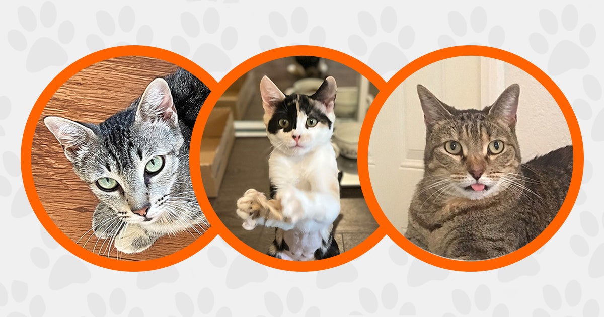 Looking for Your New Pretty Kitty? Look No Further! ASPCA