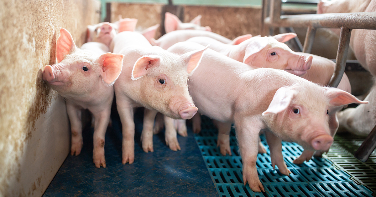 Matt's Blog: Why Is the AVMA Condoning—Not Preventing—Farm Animal  Suffering? | ASPCA