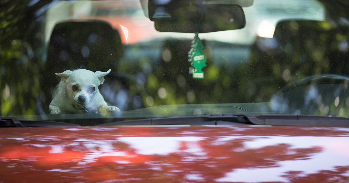 Dogs In Hot Cars and Other Summer Dangers | ASPCA
