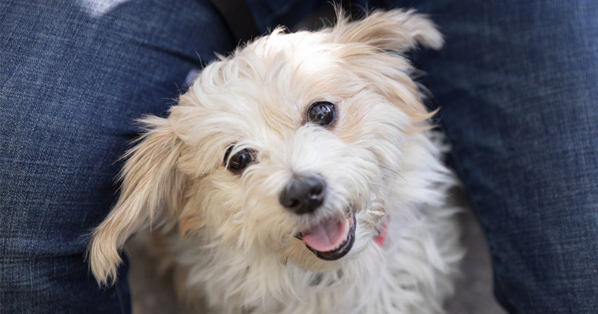 Is It Legal To Sell Puppies On Facebook