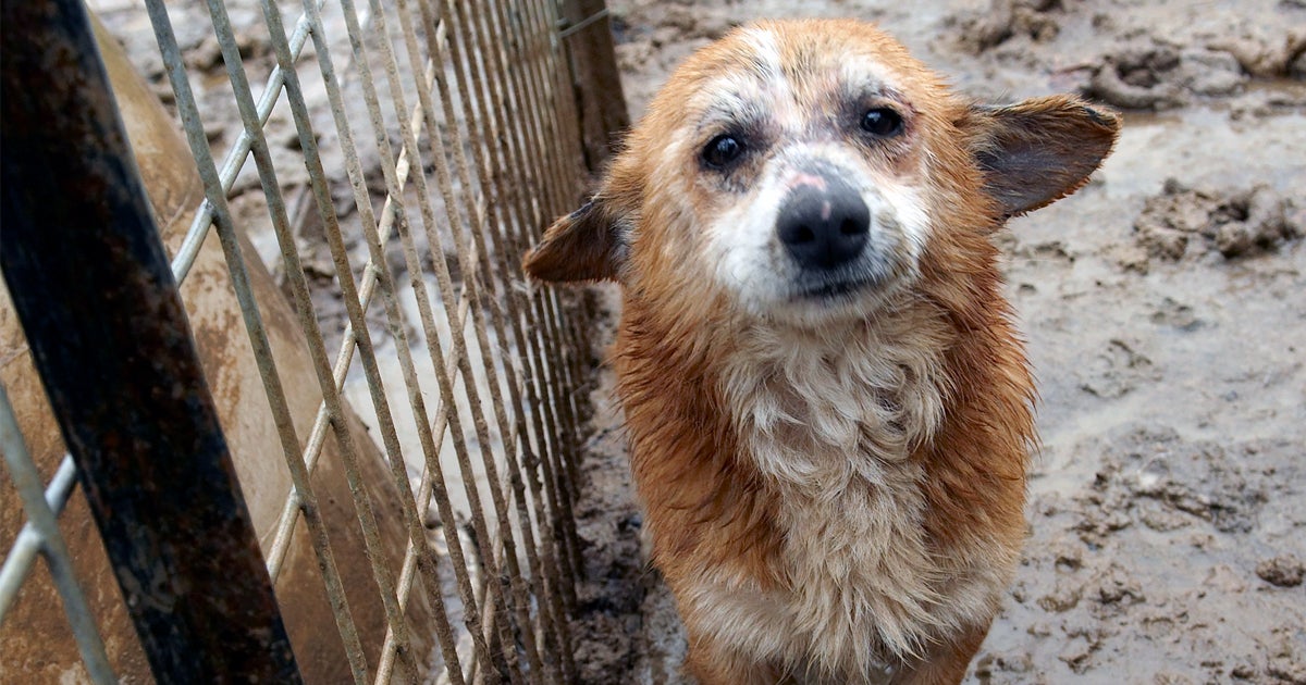 Three (More) Reasons to Avoid Pet Store Puppies | ASPCA