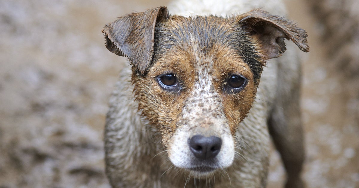 Puppy Mill Pipeline Bill Reintroduced in a New York Minute ASPCA