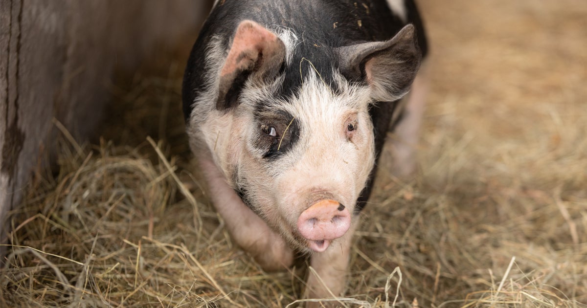 Shopping With Your Heart Just Got Easier—More Humane Products Are a ...