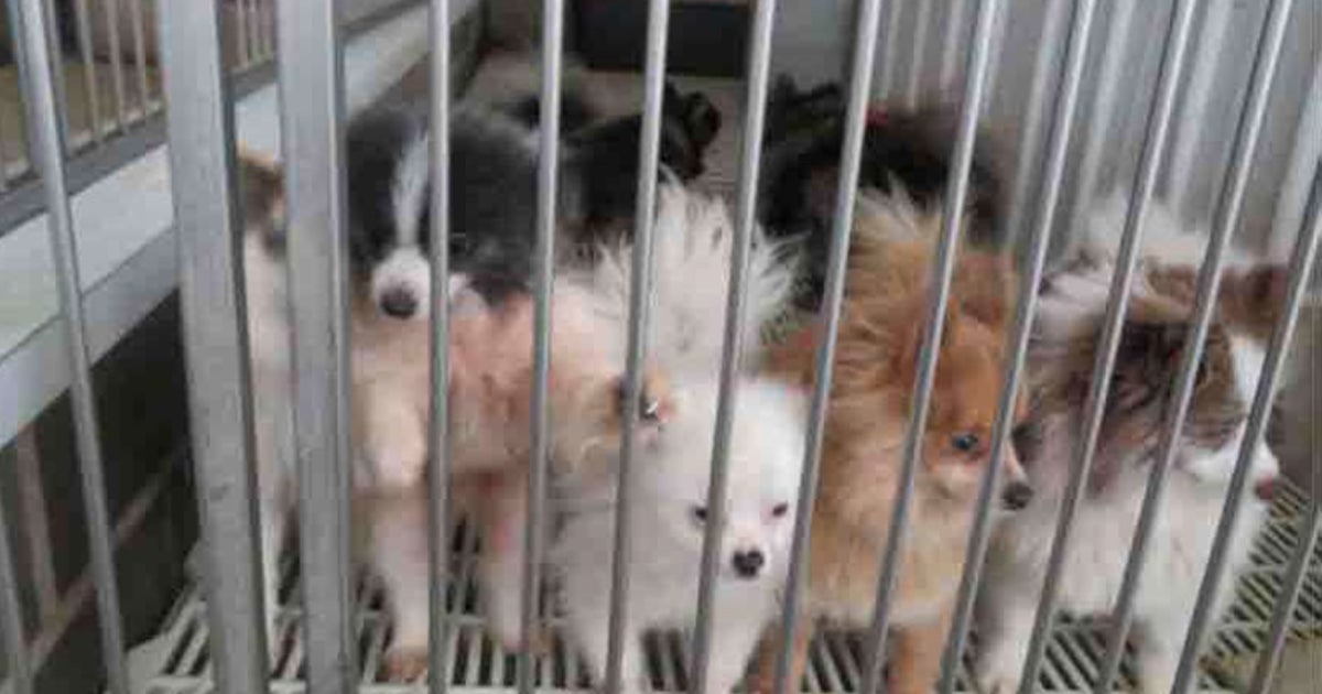 One Example of Shocking Cruelty at a USDALicensed Dog Breeding