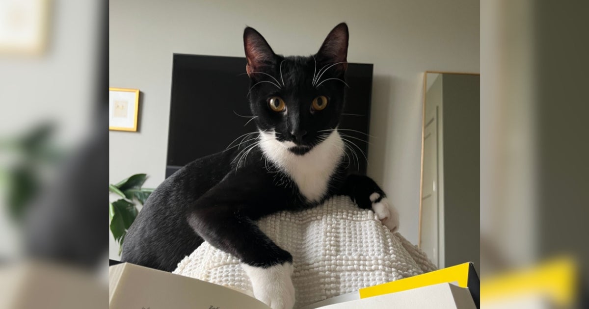 After Multiple Medical Hurdles, This Kitten Found the Perfect