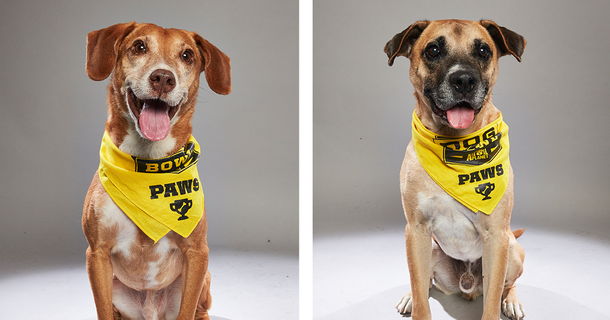 Older Dogs Get Their Game Day Two ASPCA Rescue Dogs Take the Field in