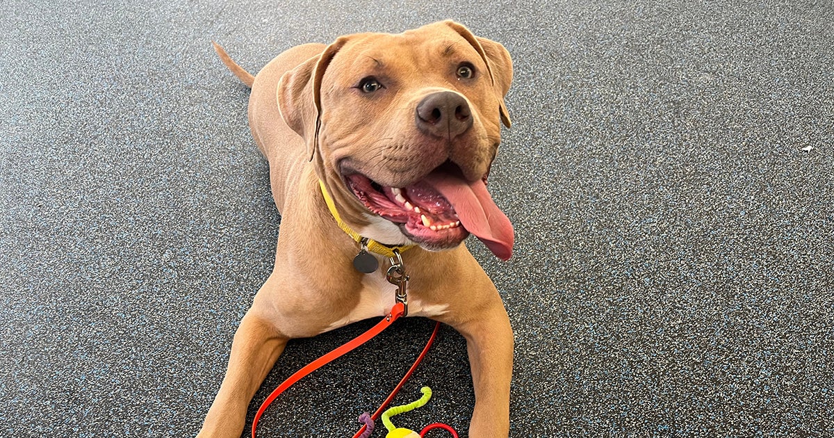 Dear Future Adopter, Love Toffee ASPCA