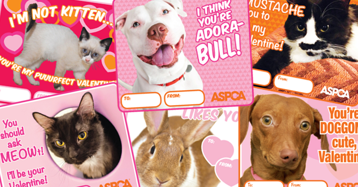 Spread Love this Valentine’s Day Download Our PetThemed