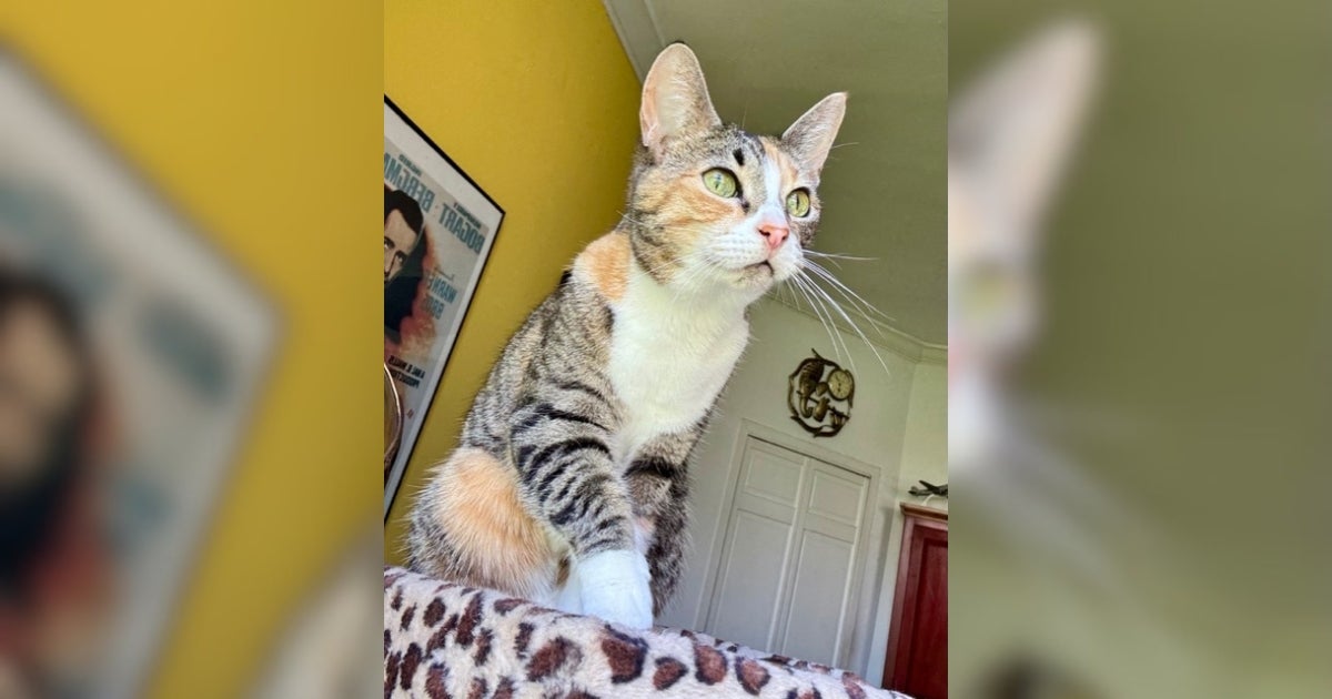 Tally-ho! Meet Tally, a Sweet Cat Looking for a New Friend