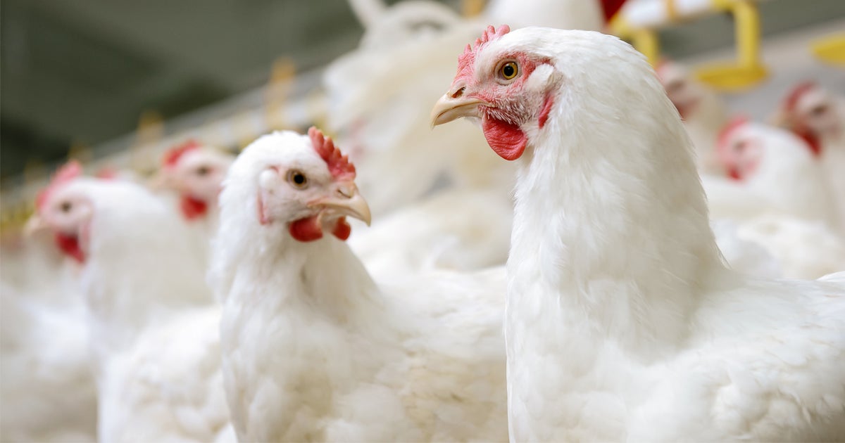 The Battle to Ensure Protections for USDA Organic Animals ASPCA