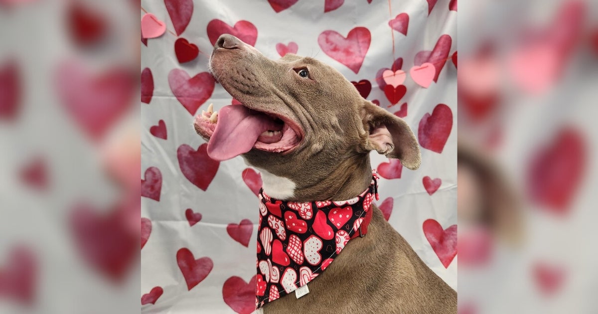 You’re Invited: Valentine’s Day Speed Dating With Our Adoptable Dogs!