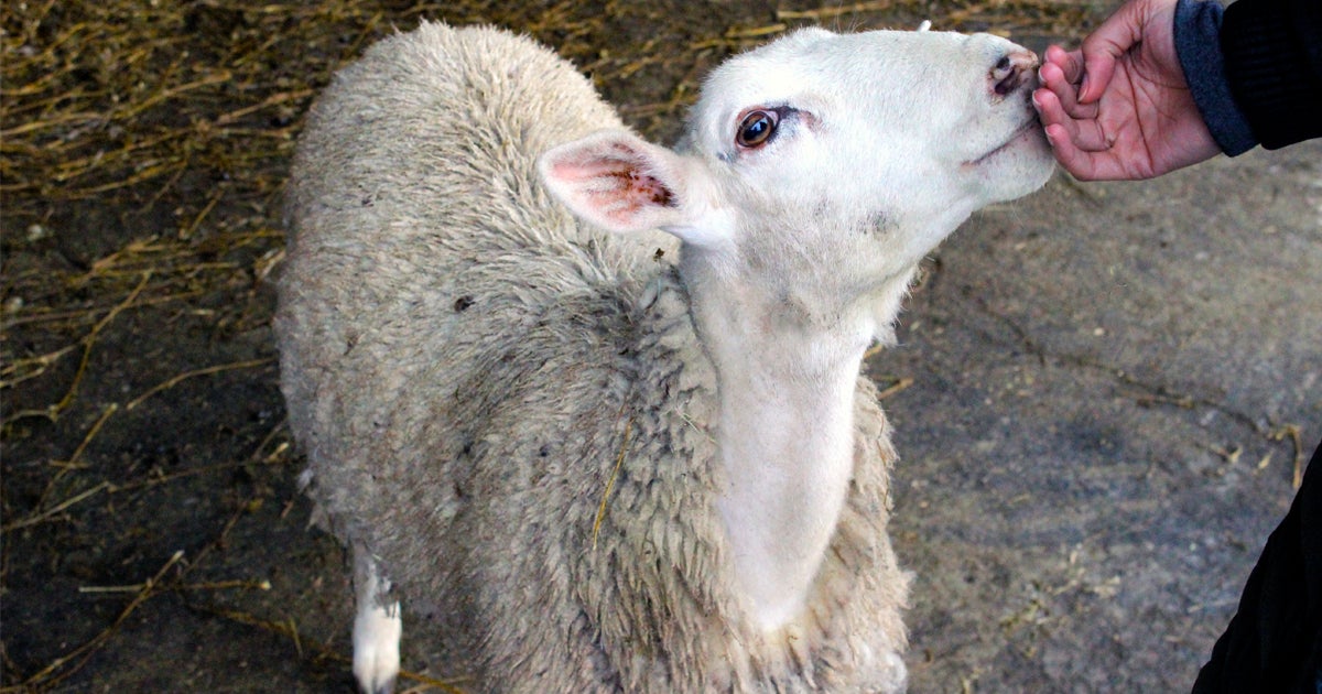 Major Victory for Vermont’s Animals, Farmers and Consumers ASPCA