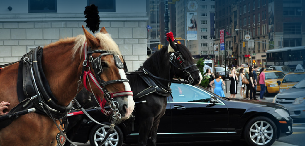 Two carriage horses next to a car on the streets of New York City