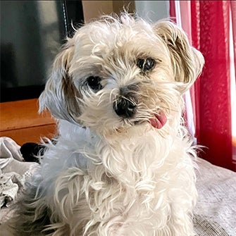 A maltese dog with his tongue sticking out of his mouth