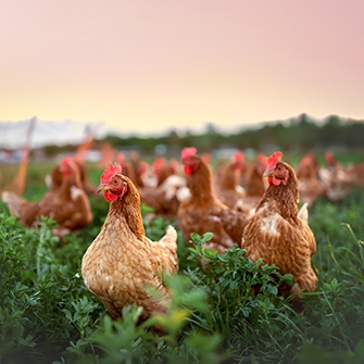 The “USDA Organic” Label and Farm Animal Welfare | ASPCA