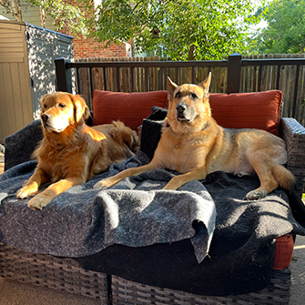 A golden retriever and a german shepherd on patio couch