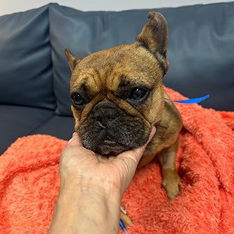 French Bulldog sitting on couch