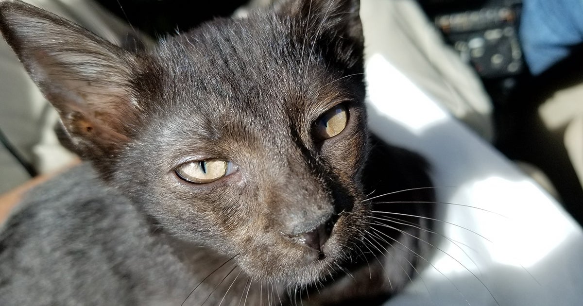 Two Rescue Kittens Are on Cloud Nine After Finding the