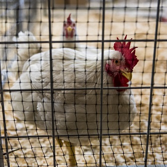 chicken in a pen