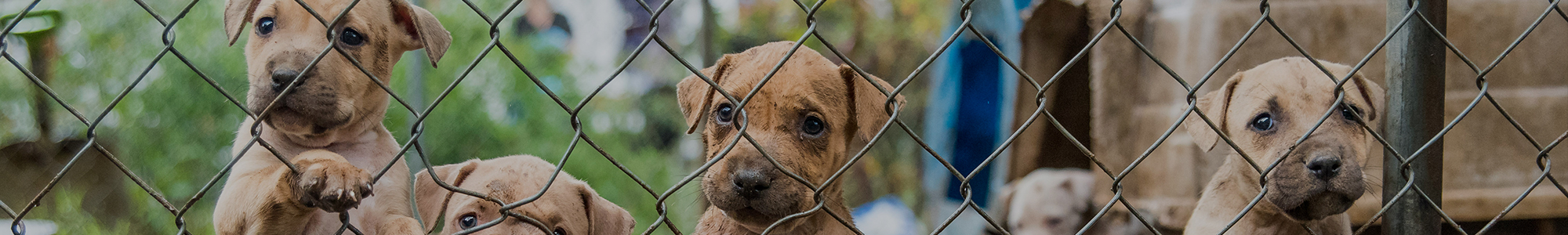 spca rehoming dogs