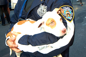 NYPD Officer holding pit bull puppy