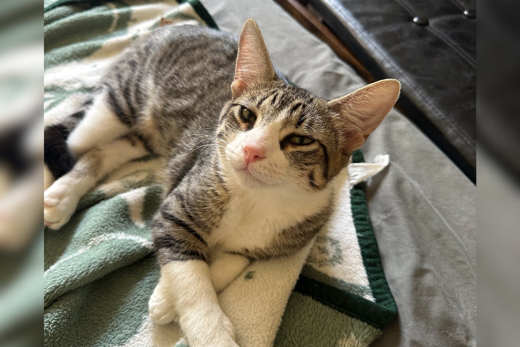 A brown tabby cat lying on a blanket