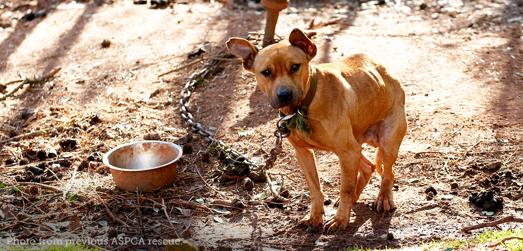 dog chained up