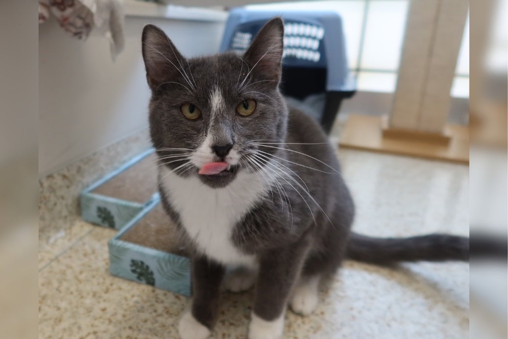 A grey and white cat sitting on the floor, tongue sticking out