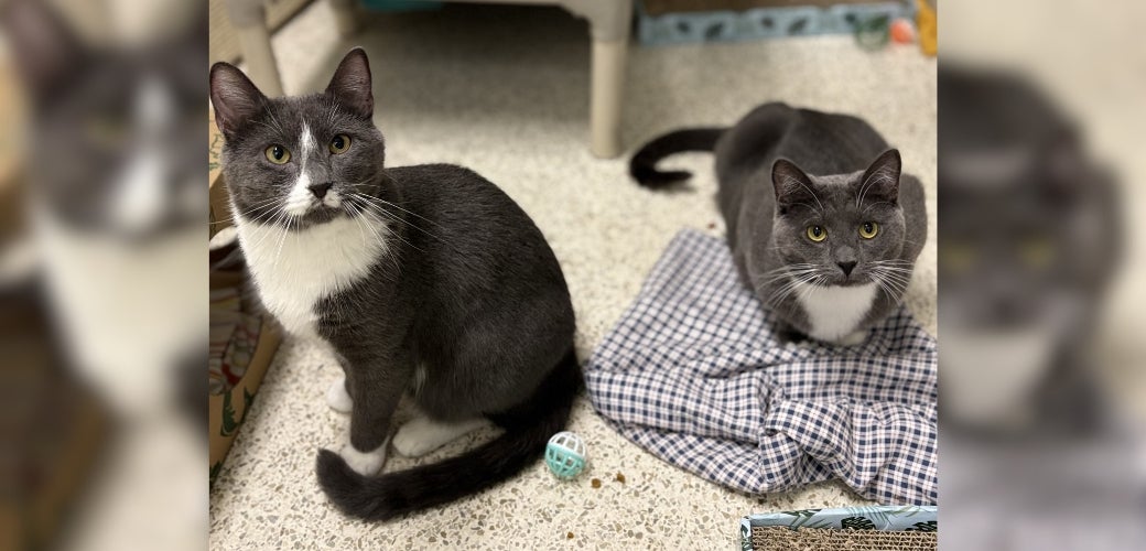 Two grey and white cats on the floor, looking up