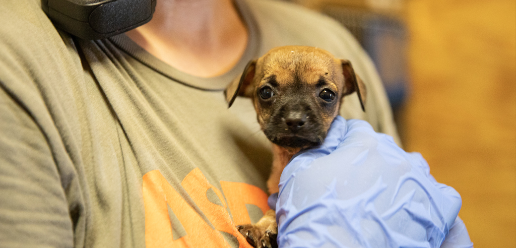 Puppy being held