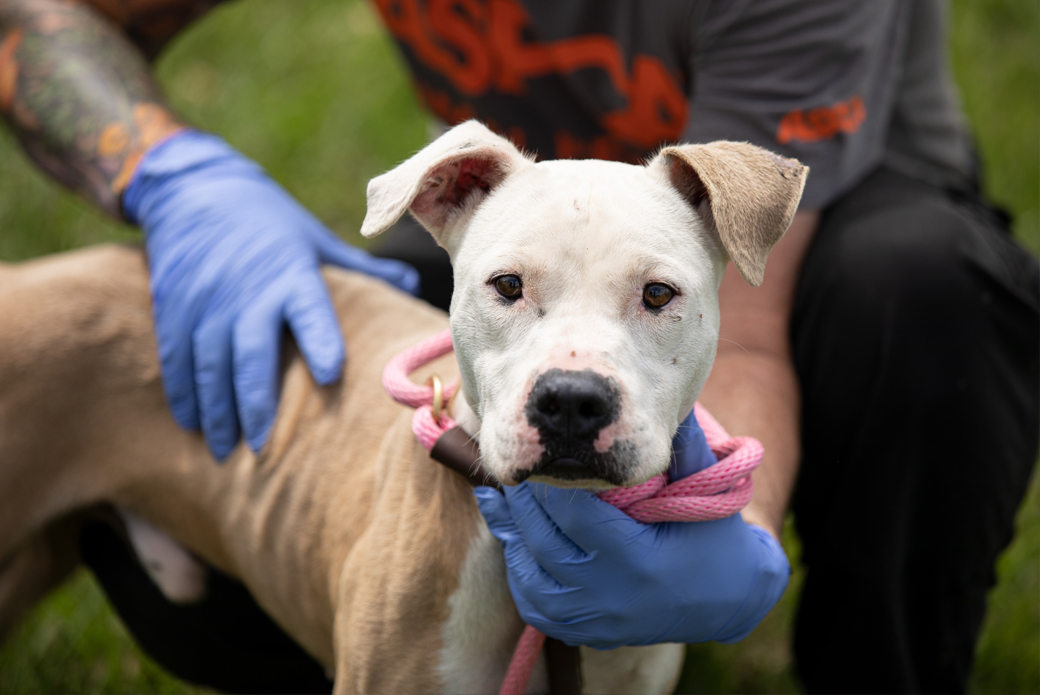 ASPCA Provides Emergency Sheltering for Displaced Louisiana Animals | ASPCA