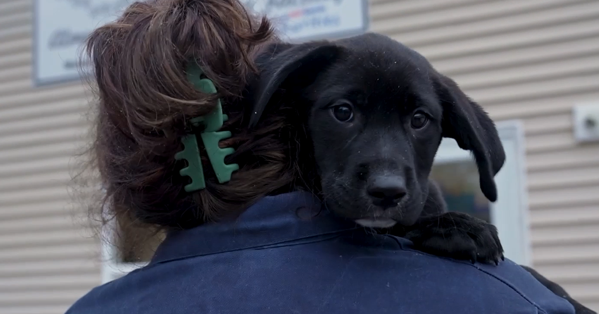 An Exclusive Look at the ASPCA Relocation Program | ASPCA