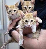 Three orange kittens