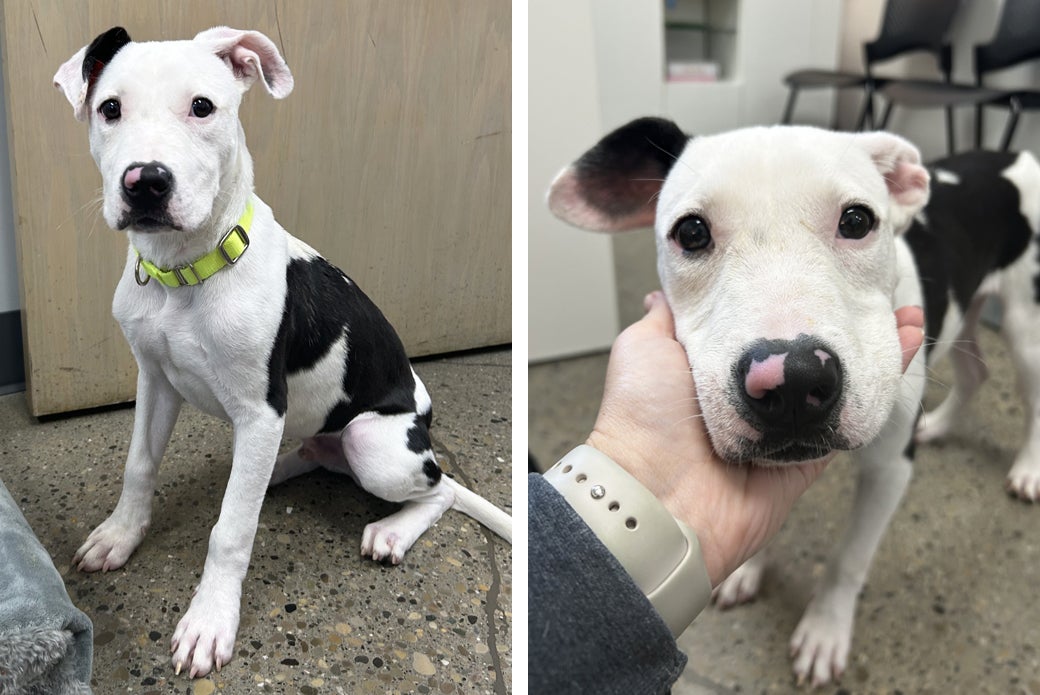 A black-and-white dog sitting nicely, and the same dog being pet