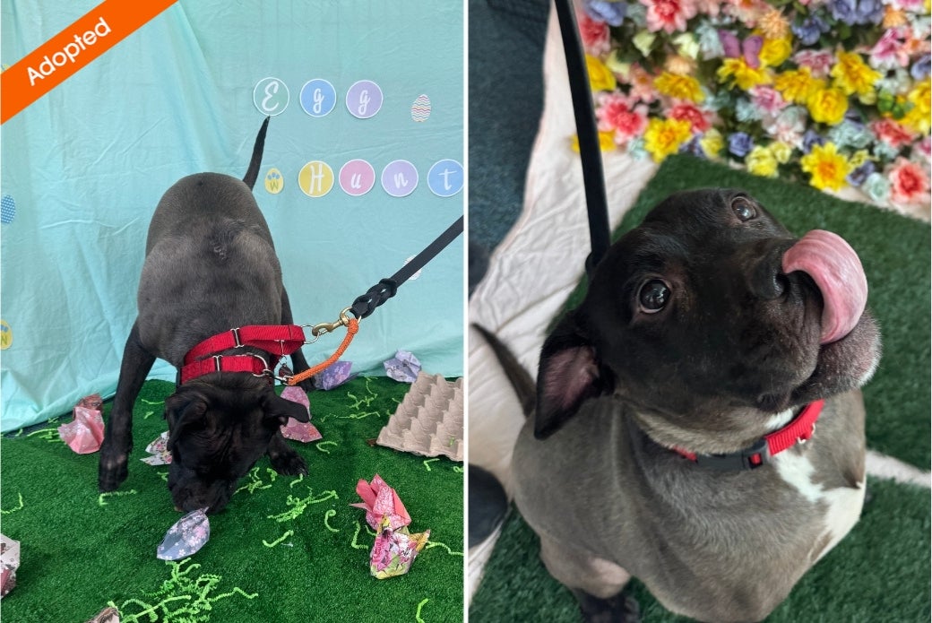 A dog looking for treats and licking their lips