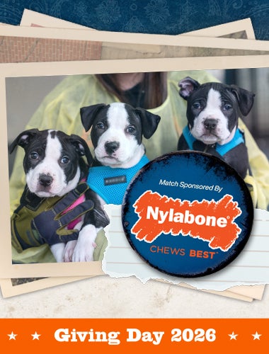Match sponsored by Nylabone - Giving Day 2026