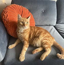 Lion-o sitting on a couch in from of a circular orange pillow