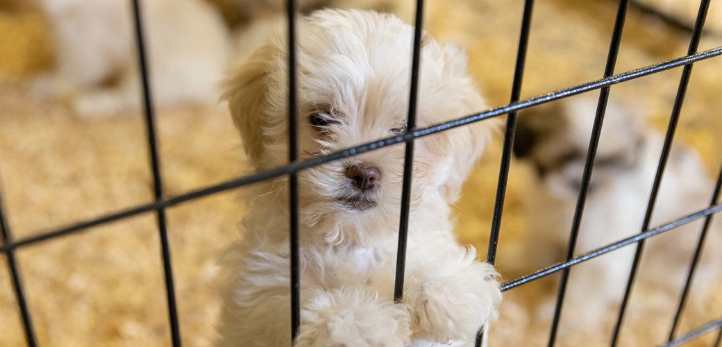 White dog in cage