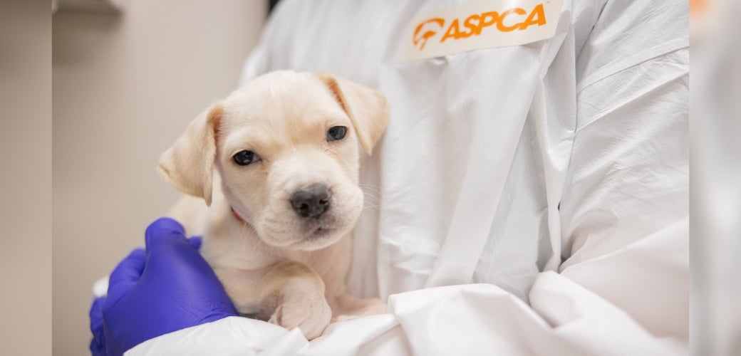 glp 1 animal Pet Safety Alert: Rising GLP-1 Pet Exposures