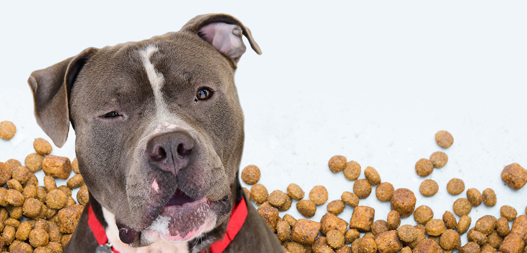 confused pitbull in front of a dog food background