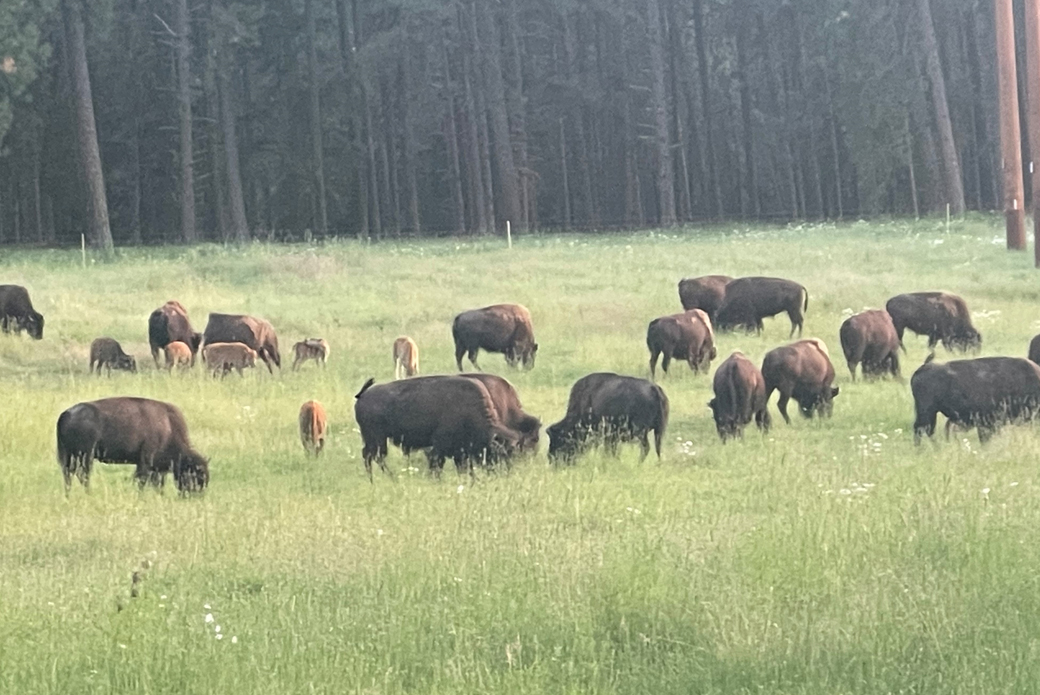 Bison on Farm
